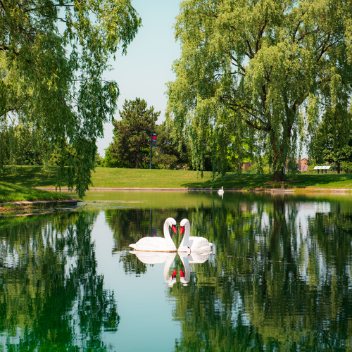 Picture of 2 Swans in an SVSU Pond
